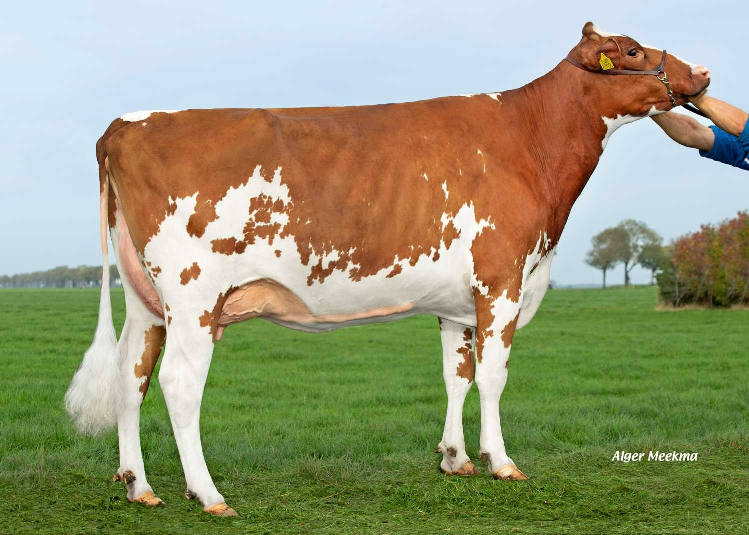 Delta Aimely (s. My Dream P), dam of Pentagon PP Red
