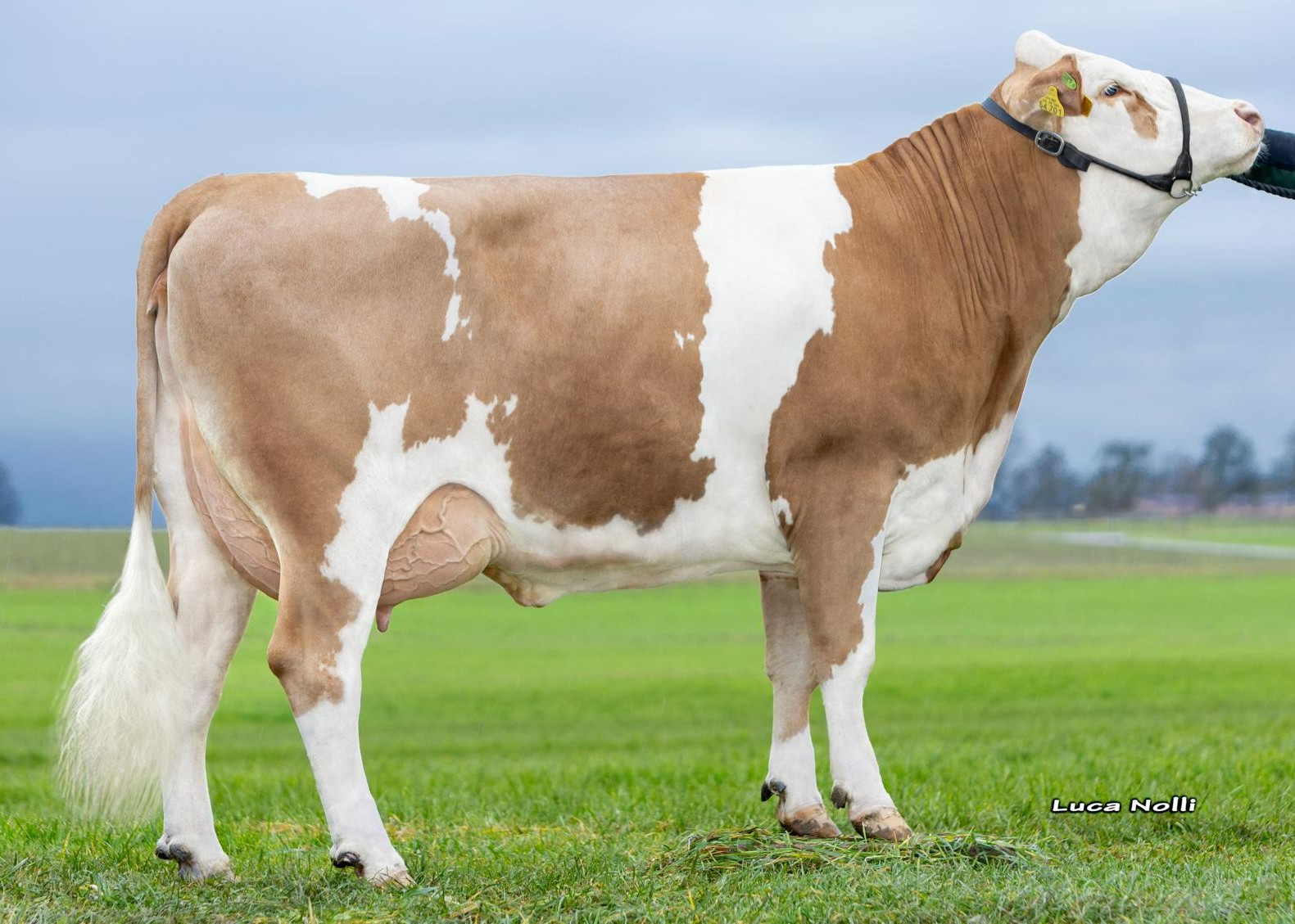 Bessi, 1st calf Johannes Wagner, Vogtareuth