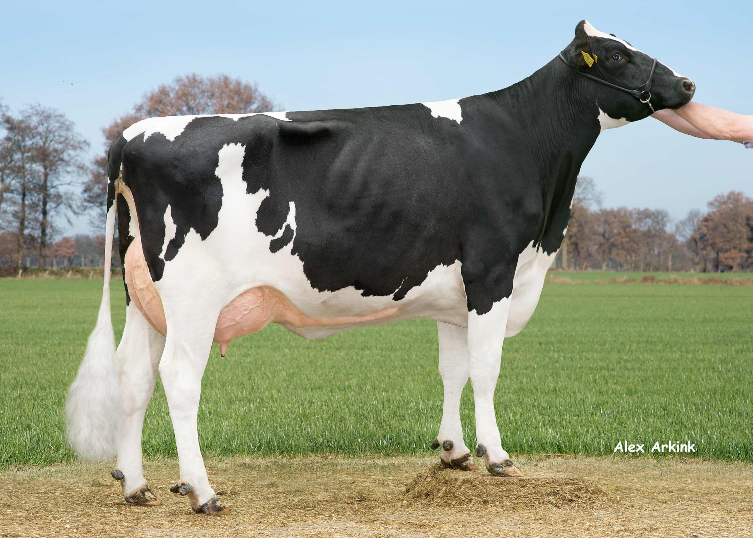 Delta Naida P (granddam of Novak P) owner: Barendonk Holsteins VOF, Beers