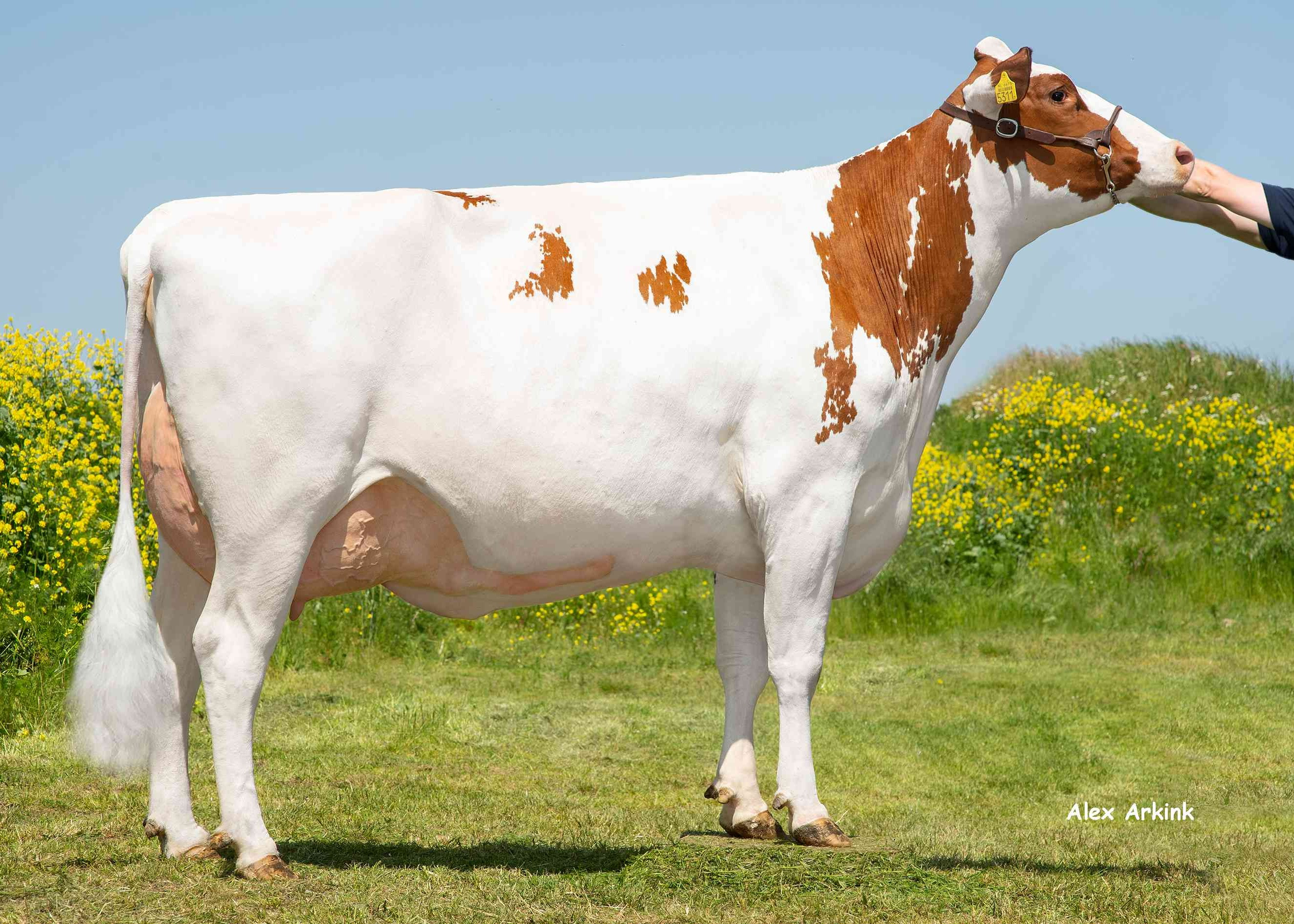 Irene 170 (s. Listrotto) owner: Barendonk Holsteins VOF, Beers Nb