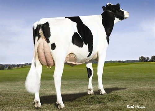 Ladys-Manor Dorcy Oda EX-93 DOM, 4th Dam of Overhot