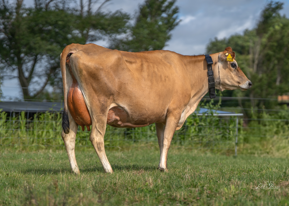 Cow 299   Waiokura Gertie, Dam of 325510 WAIOKURA GMAN GARFIELD JG, Dairy Glen Farm Ltd
