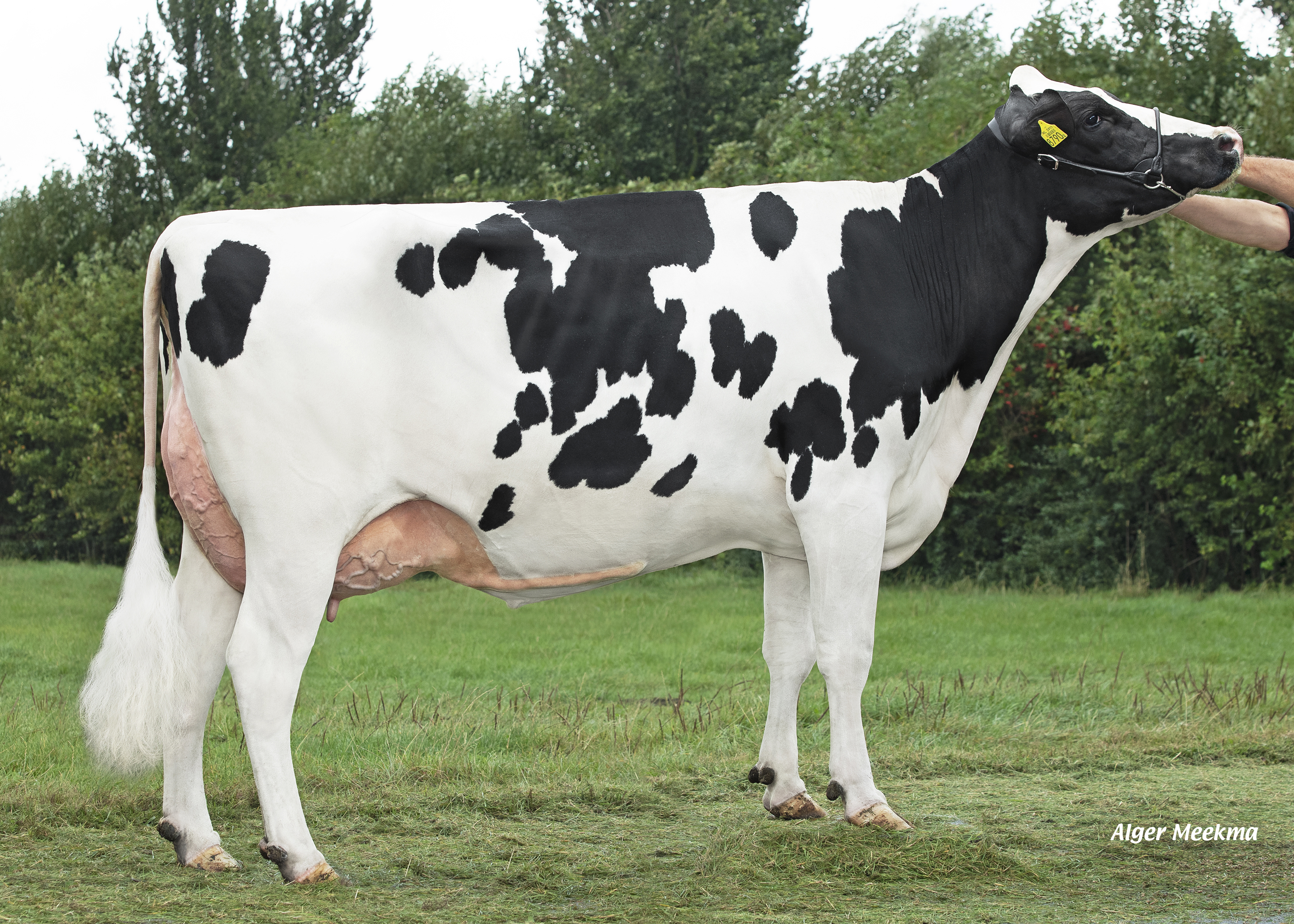 Delta Lauta (dam of Flexor) owner: Midwolder Melkvee, Midwolda