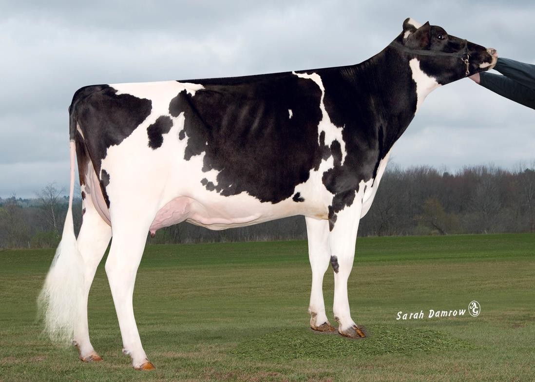 Royal Vista Epic Estelle-ET EX-91 (3rd dam of Matos)