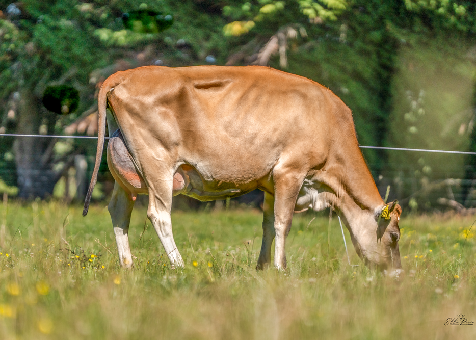 DAUGHTER OF SIRE- Daughter 572  Davidson Dairies Ltd, Culverden, 322528 PURIRI MAGNUM STRIKER