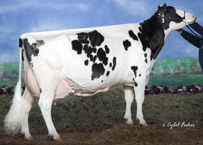 Juniper Outside Wish-ET EX-95 2E DOM, 6th Dam of Intricate