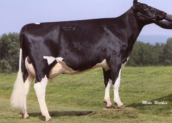Coyne-Farms Freddie Jill-ET VG-87 DOM, 7th Dam of Ludwig
