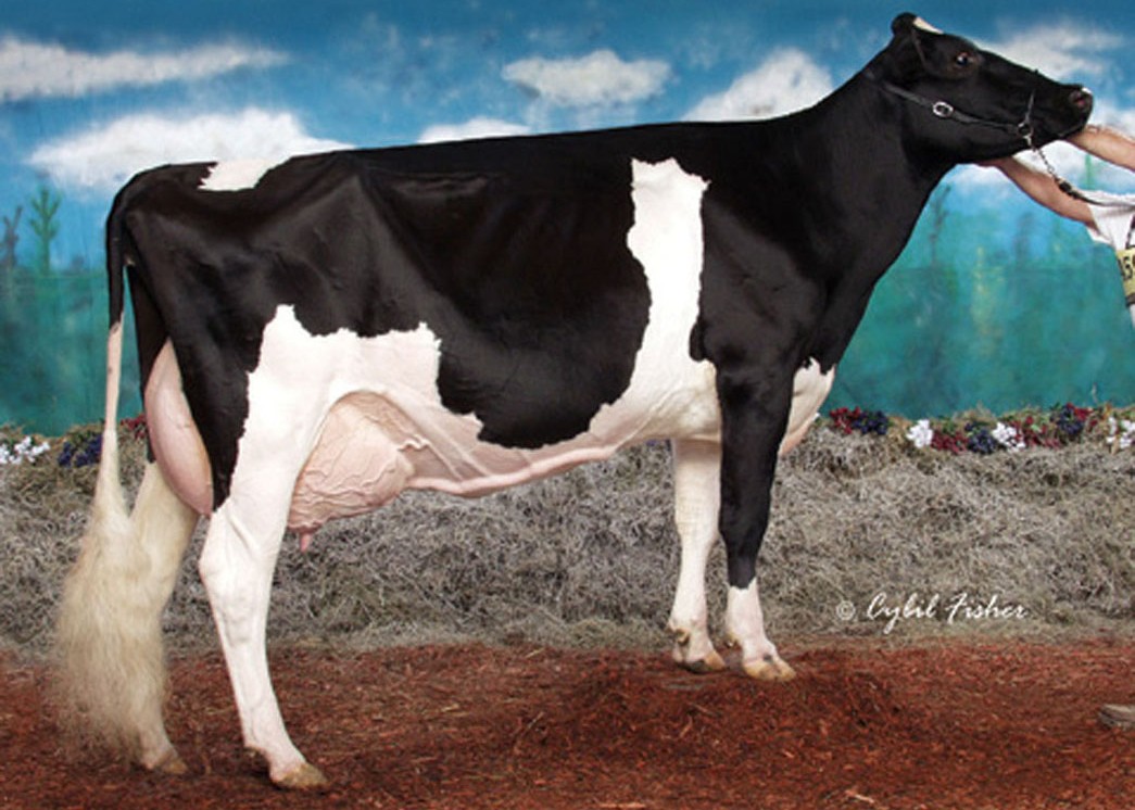Lylehaven Form Laura-ET EX-94 GMD DOM, 11th Dam of Euro