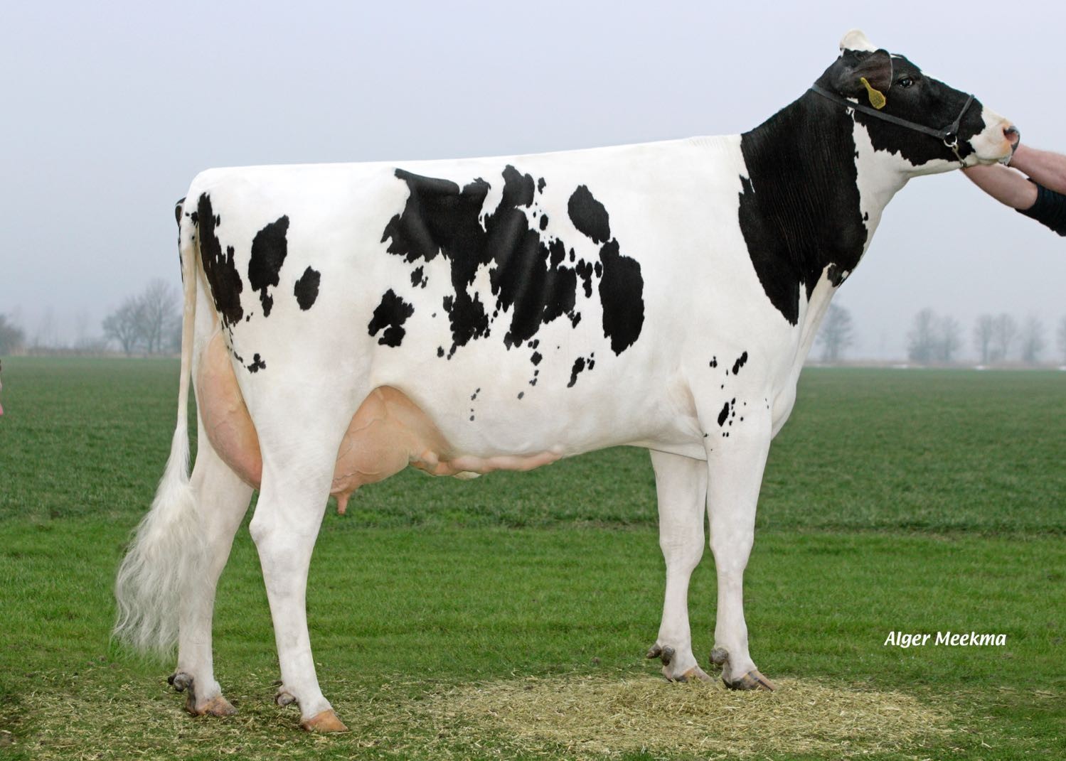 Koepon Shot Classy 17, Great broodcow behind the Koepon Classy family