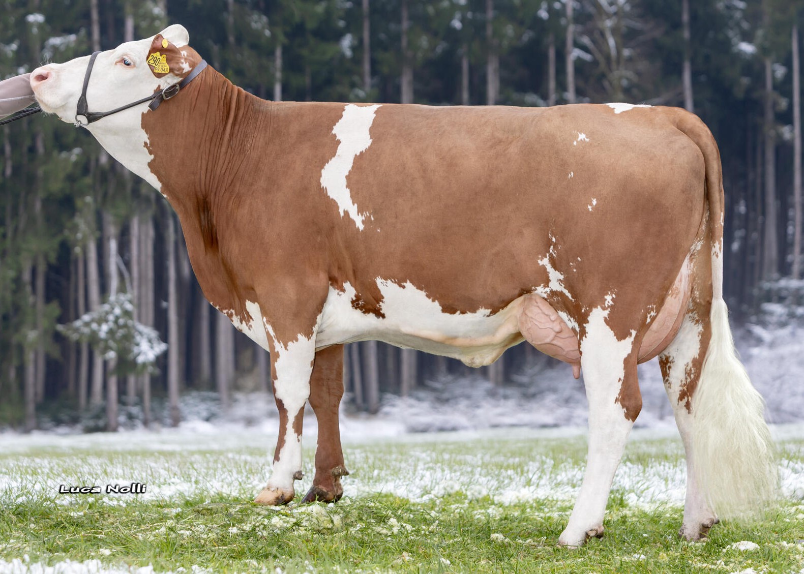 Lacy, 1st calf, August Wieser, Großkarolinenfeld