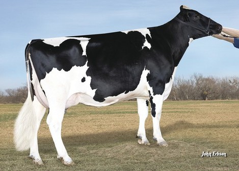 Royland Shot Mindy 2079 VG-86, 6th dam of Lavezzi