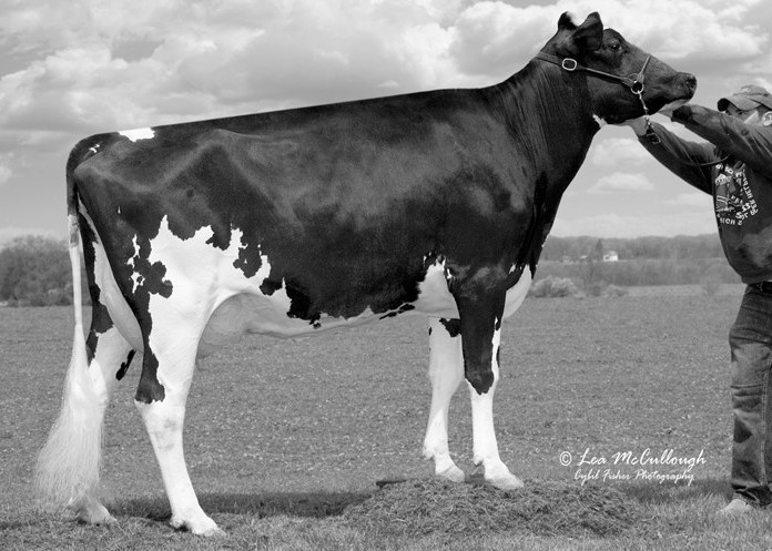 Shawnee Shottle Shiney-ET EX-92 DOM, 7th Dam of Shaman