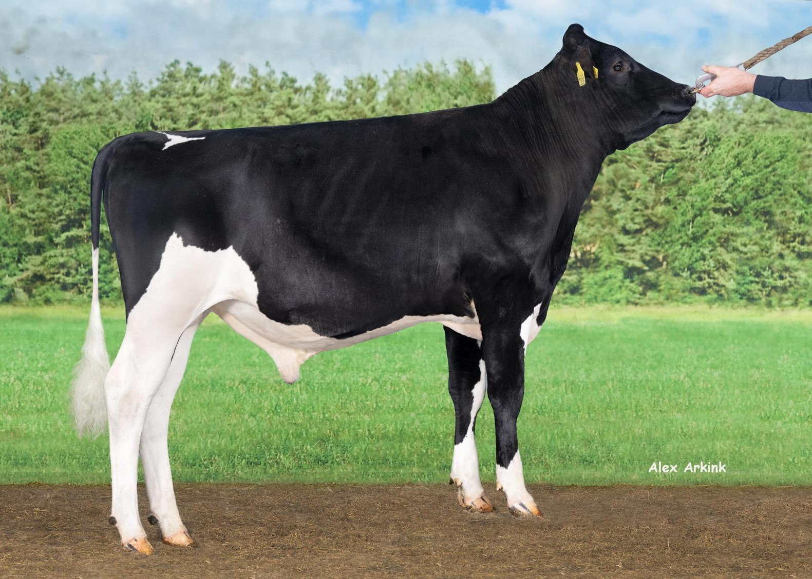 Sharp Hill Unique RF