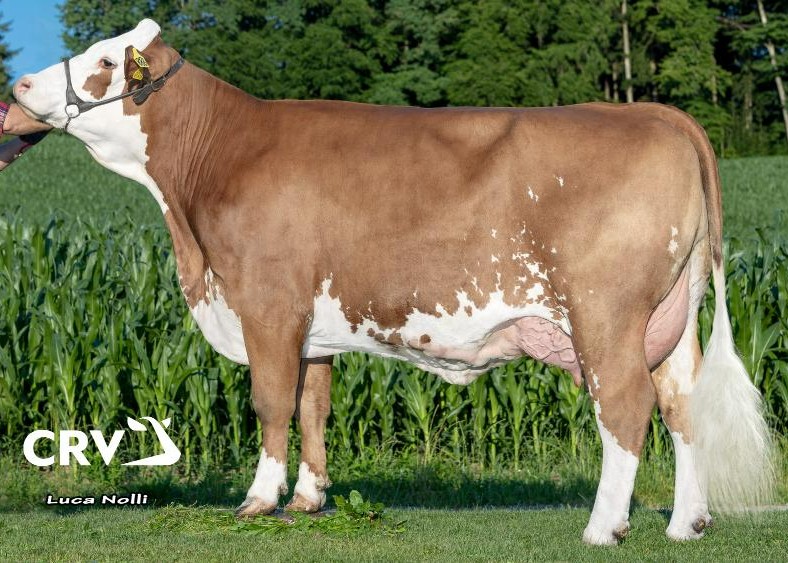 Sandry P, eig.: fam. Hilger, Babensham