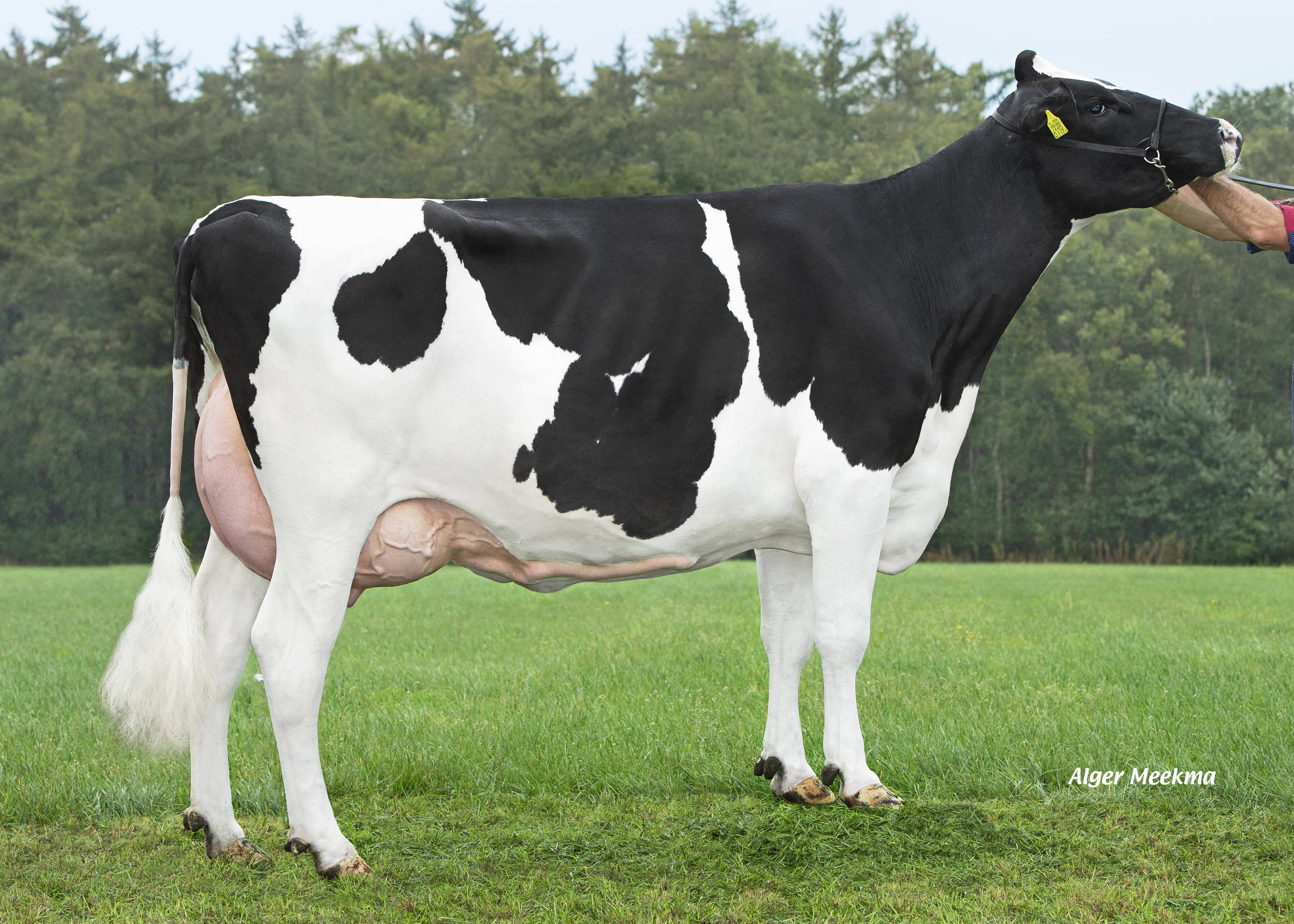 Delta Janni (v. Liberate), moeder van Dancer-Red