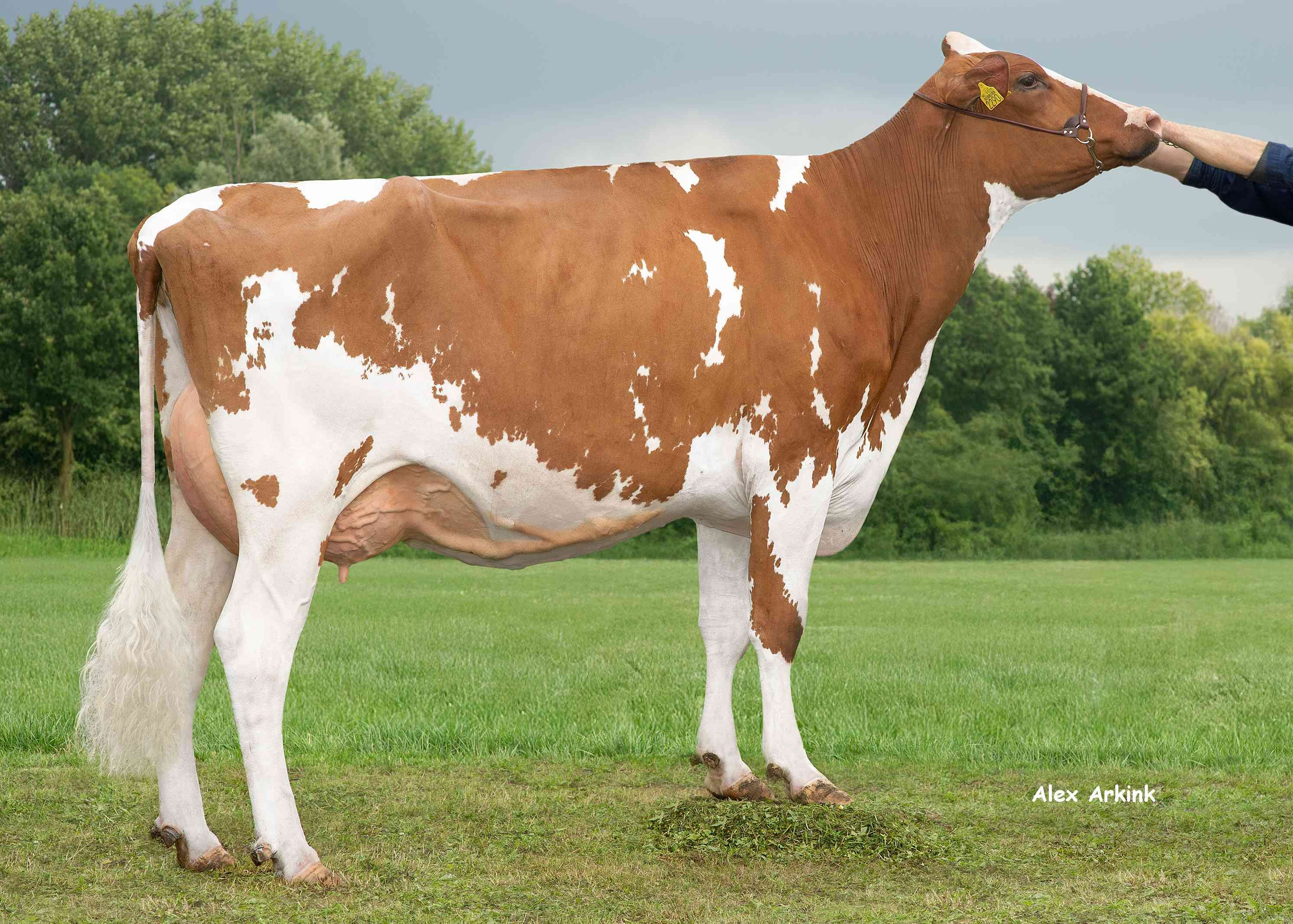 Delta Freya (dam of Pronto P) owner: Barendonk Holsteins VOF, Beers (Nb)
