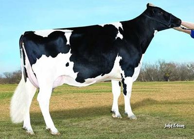 Roylane Shot Mindy 2079-ET VG-86 DOM, 7th Dam of Modelo