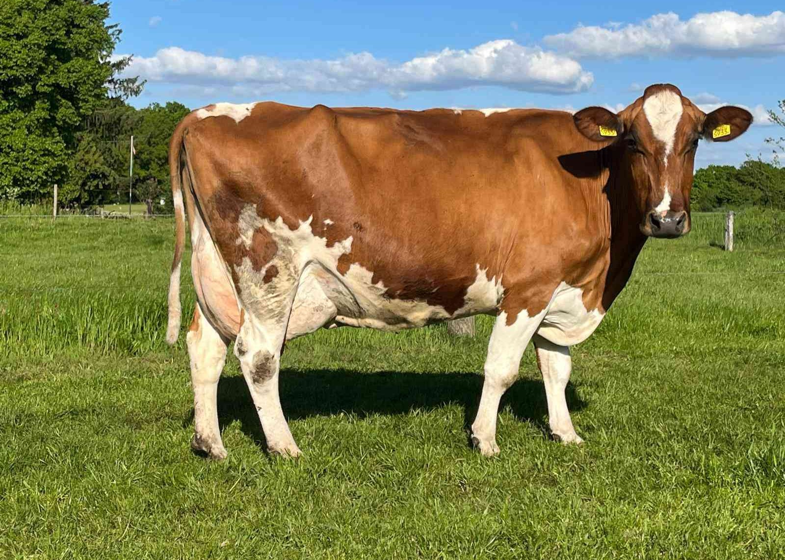 Laarhoeker Nellie 152 (grootmoeder Niels PP op 10 jarige leeftijd) eig.: GHJ Meijerink, Ommen