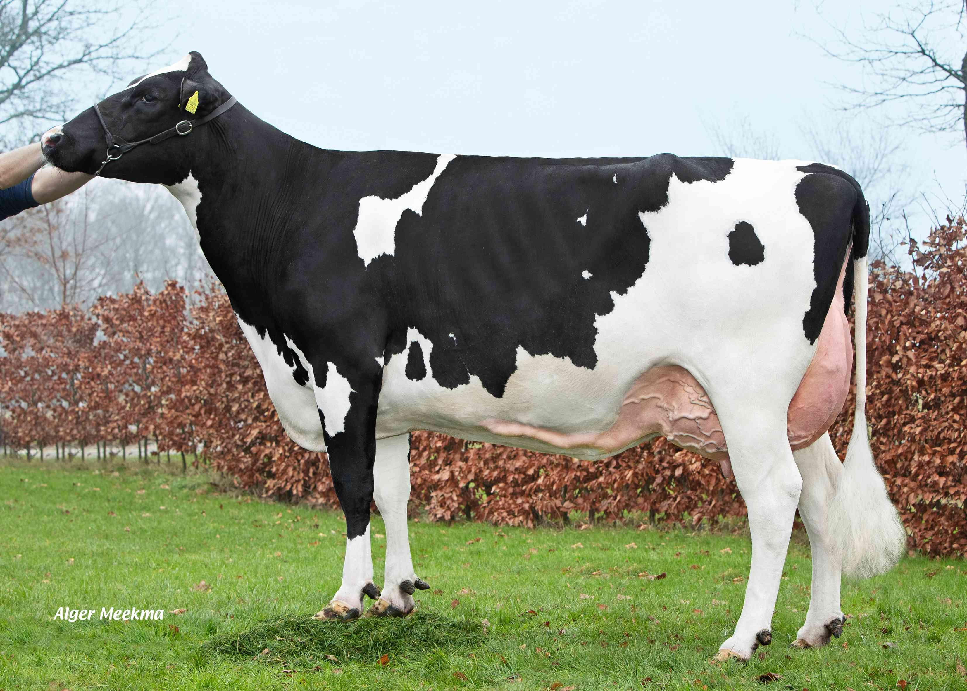 Delta Afiene P RC (s. Eloy), dam of Camelot PP