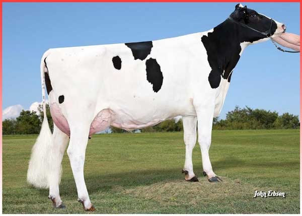 Plain-Knoll Mogul Mariah VG-88 GMD DOM, 4th Dam of Shifu