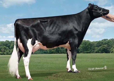 Coyne-Farms Fbook Jaela-ET VG-85, 6th Dam of Jackknife