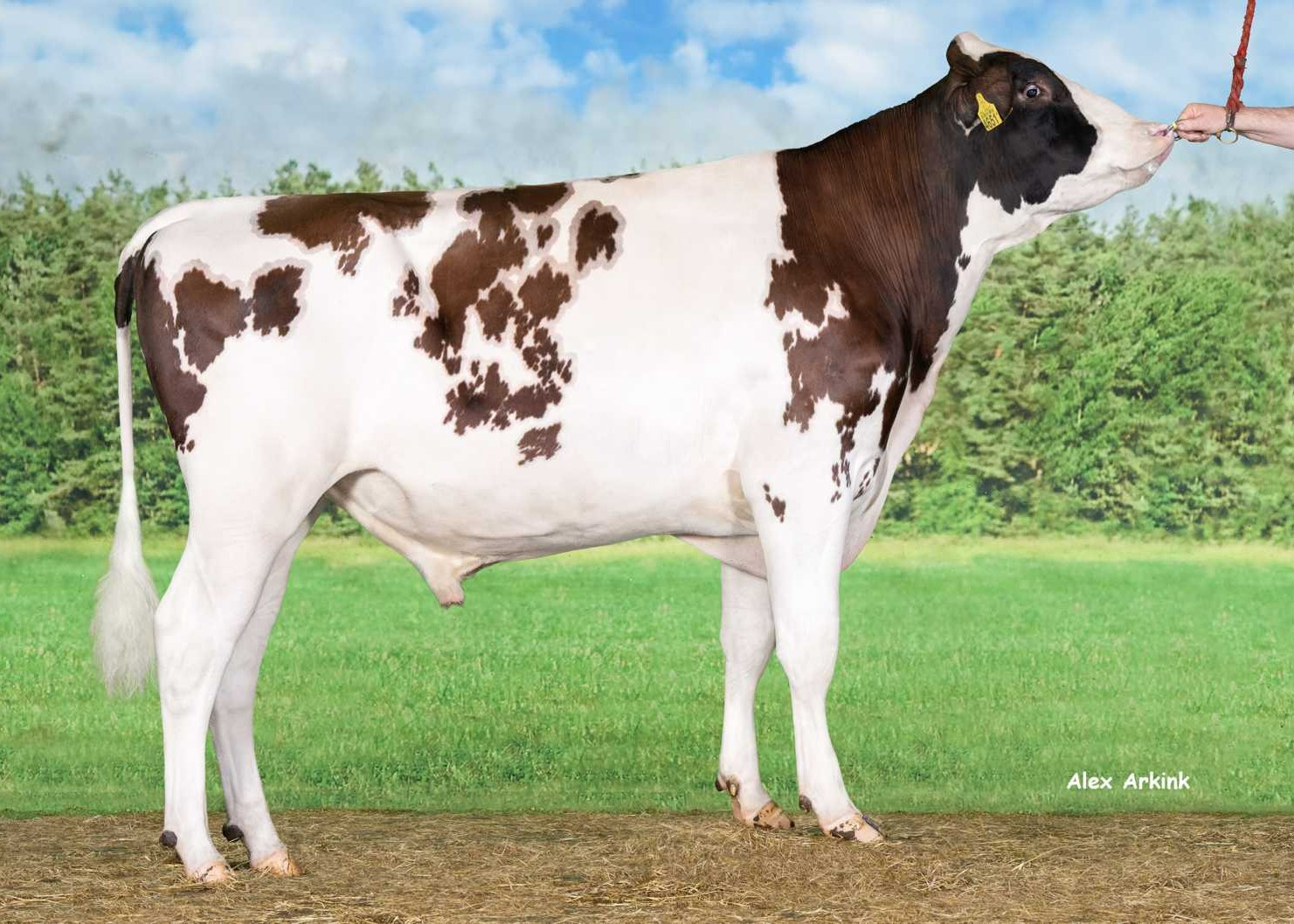 Delta Richman PP-Red