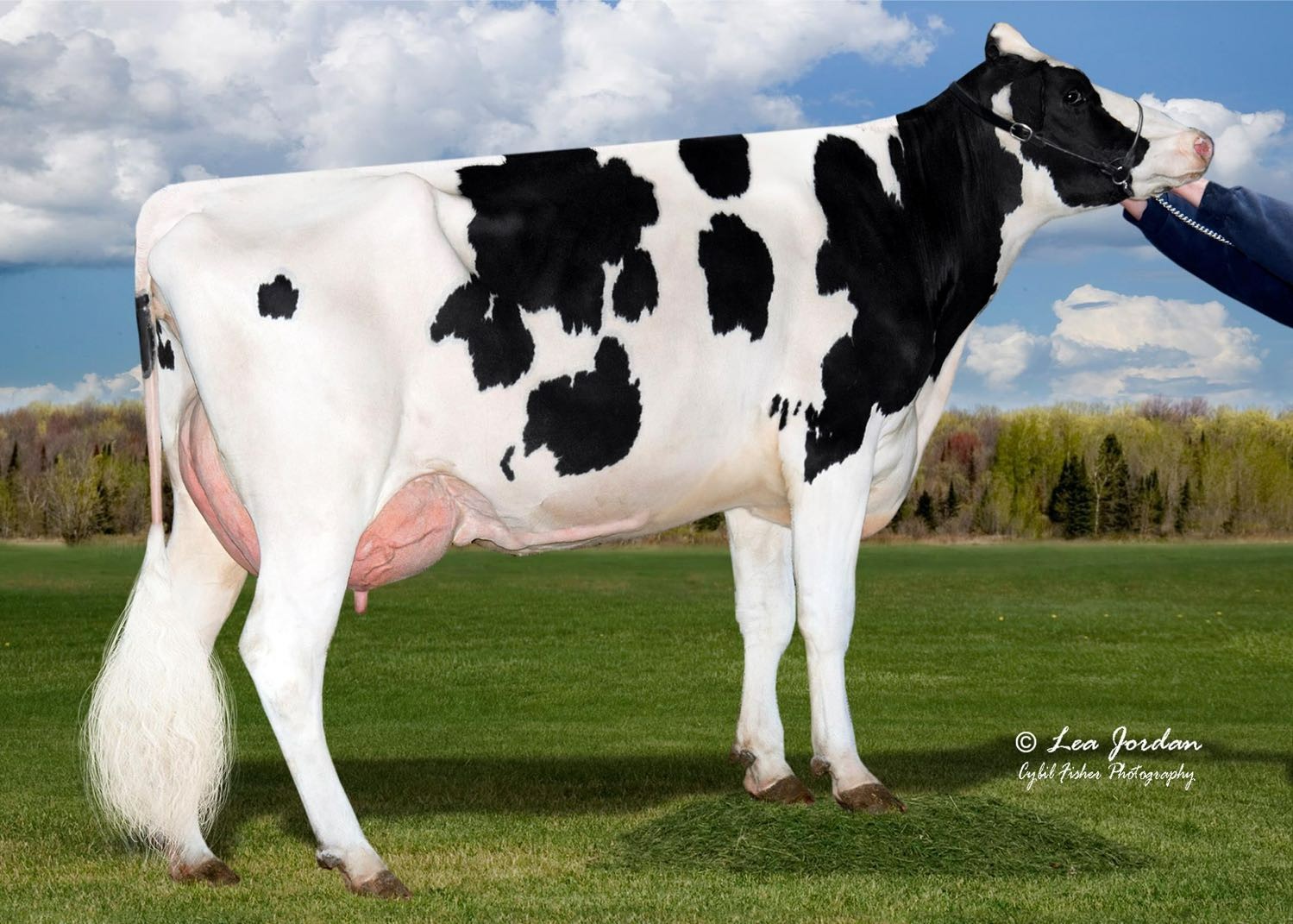 Aurora Bombero 15840 VG-85, 4th dam of Phelps