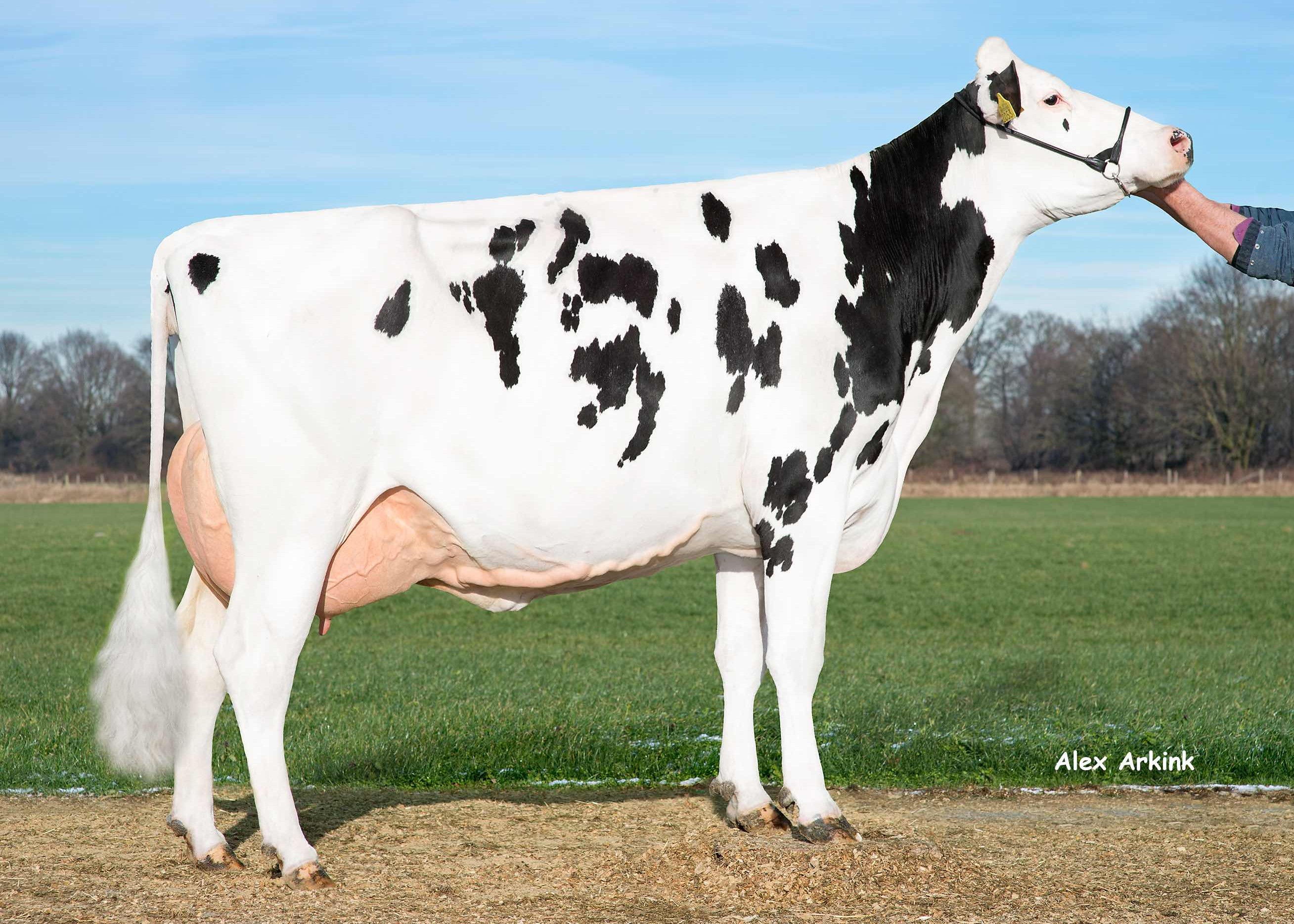 Delta Dagne Rf (3rd dam of Defender-Red), owner: Barendonk holsteins Vof, Beers