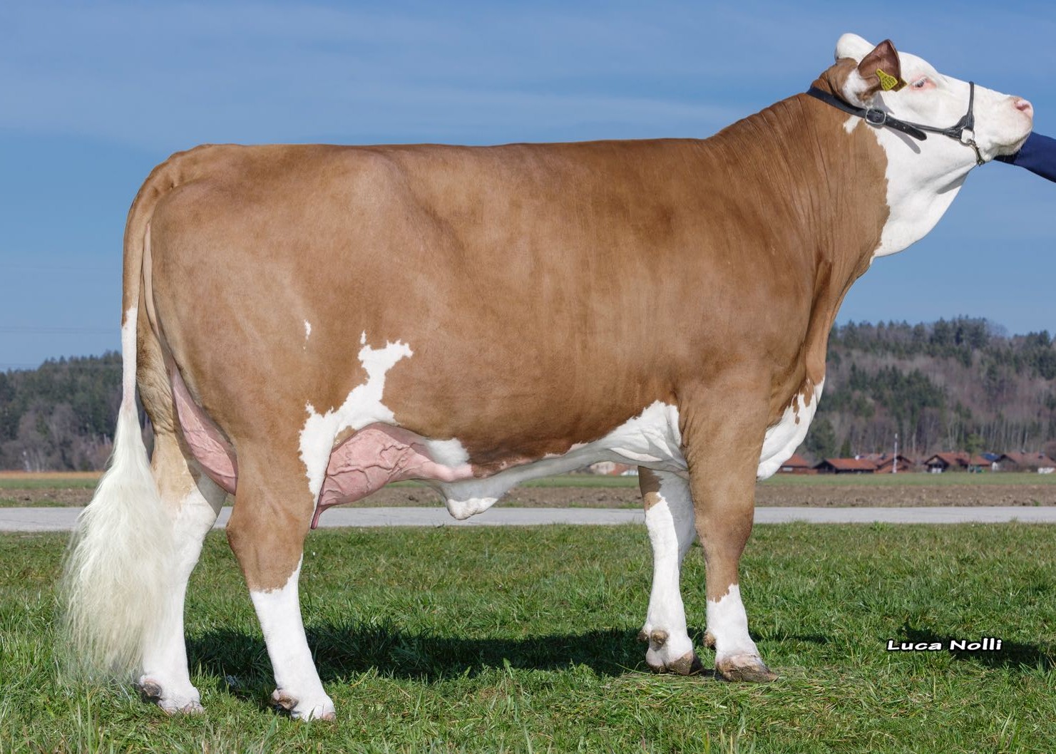 Elke (1st lactation), owner. Melf Georg, Ascholding