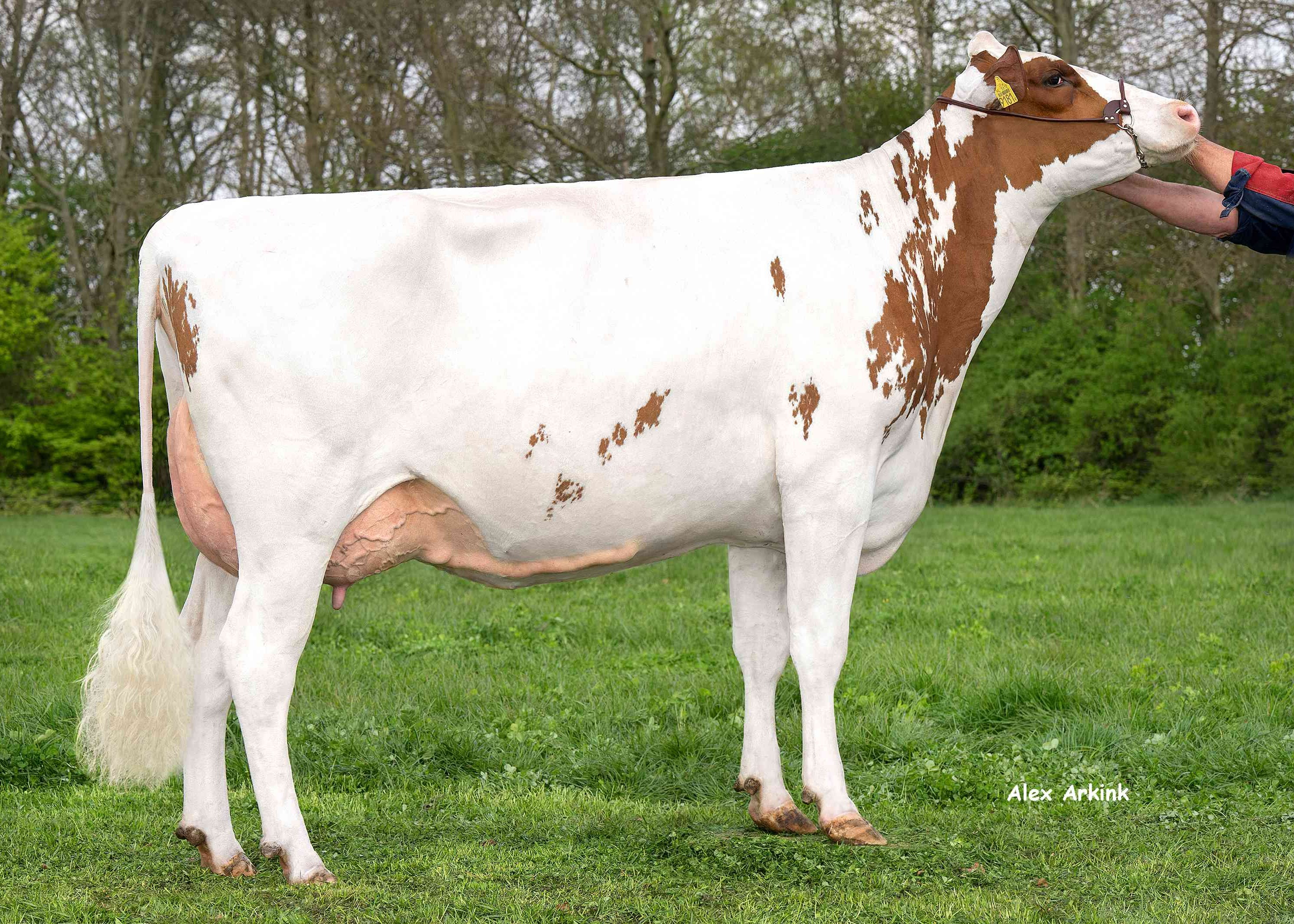 Delta Jolly (s. Drone PP) owner: Melkveehouderij Van Gastel, Nispen
