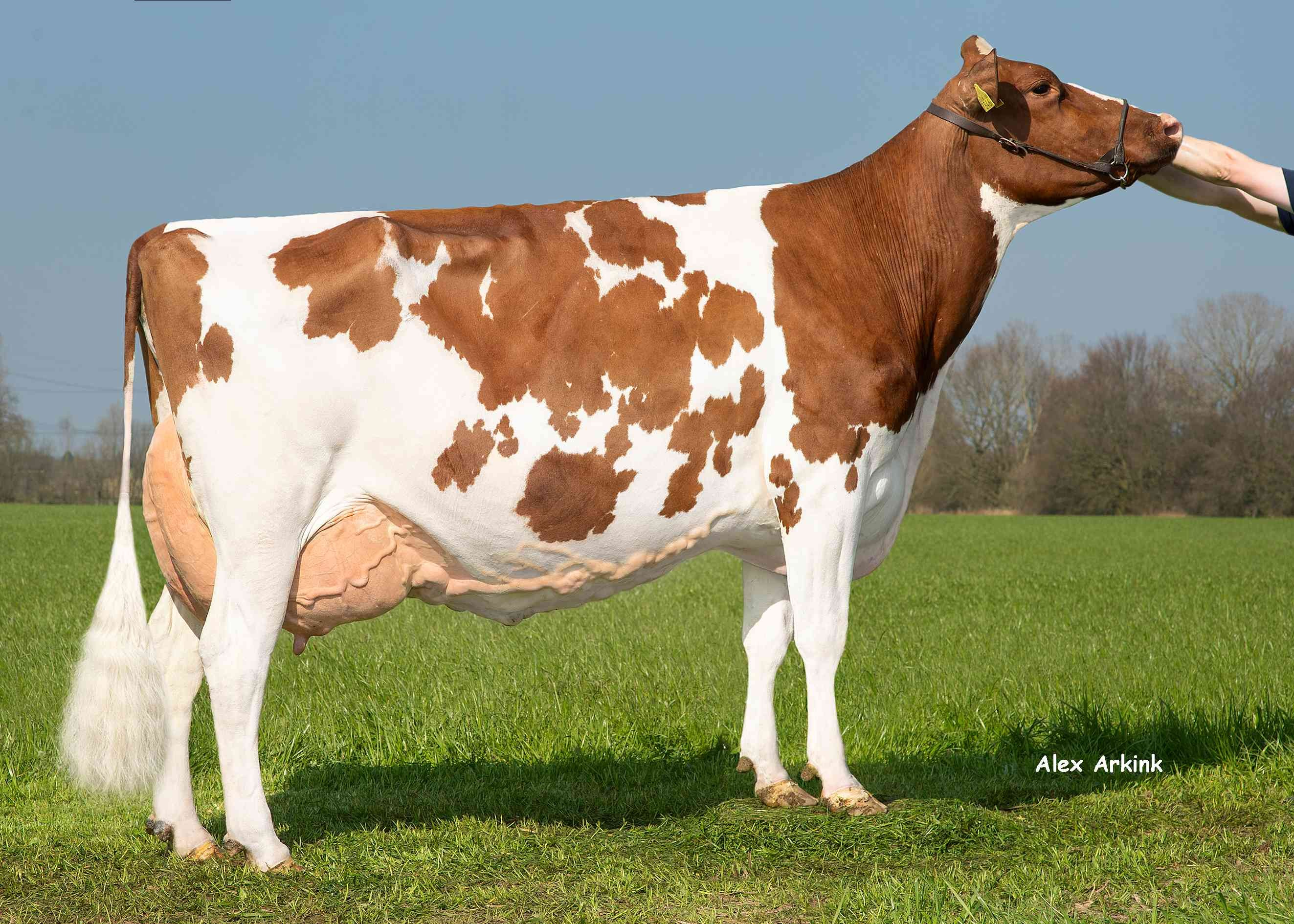 Barendonk Wilma 408 (s. Rody, 4th lactation)  owner: Barendonk Holsteins VOF, Beers Nb