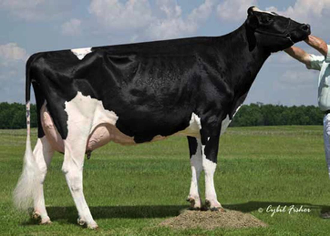 Windsor-Manor Z-Delight-ET EX-93 GMD DOM, 7th Dam of Martini