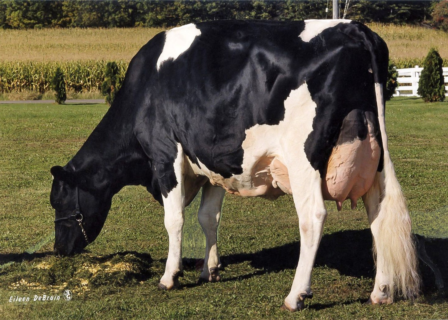 Whittier-Farms Lead Mae (s. Leadman), vaca de cría de famila