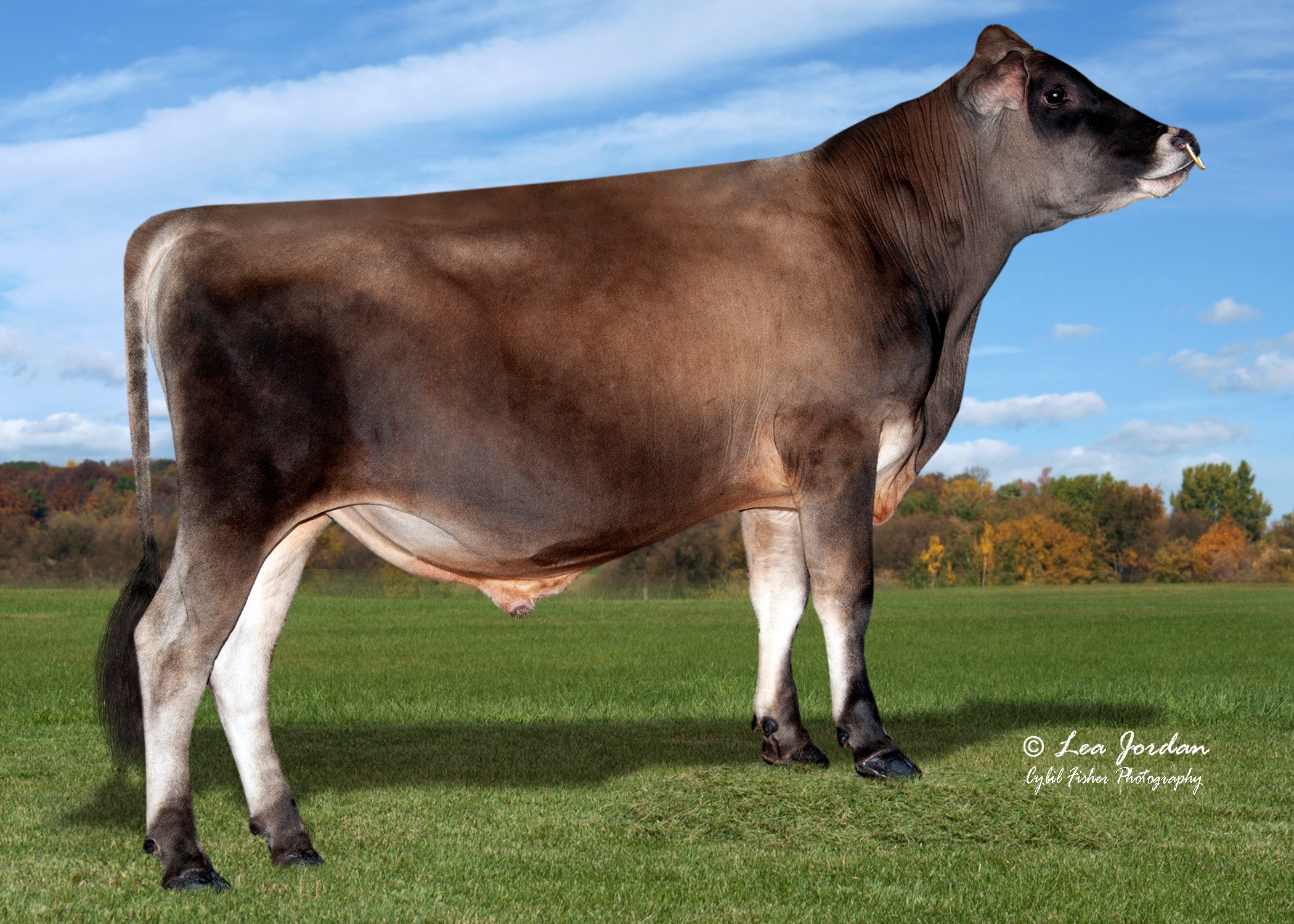 JX Forest Glen Heart {5}-ET