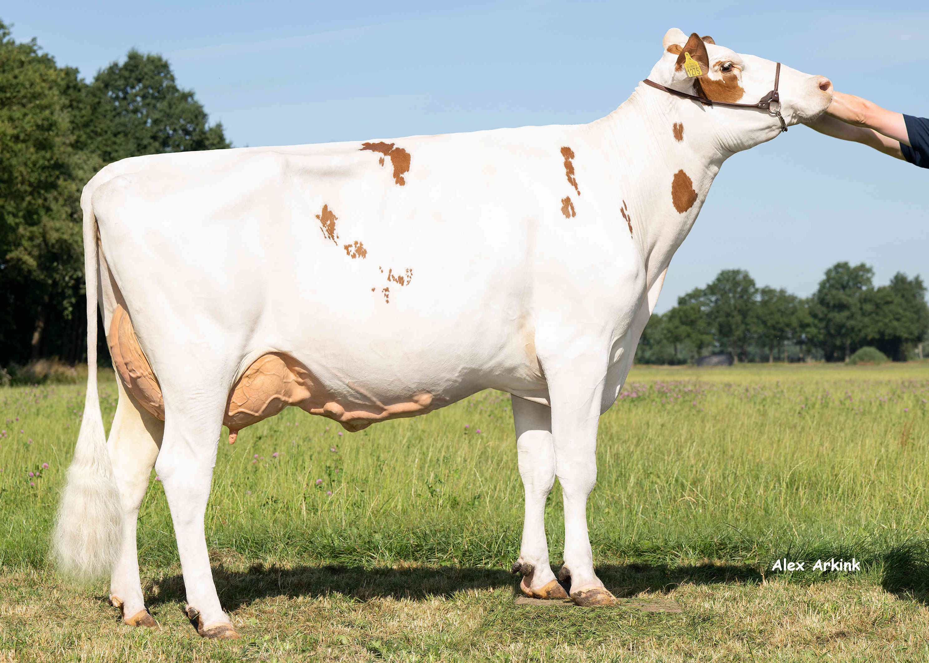 Nellie 503 (v: Huntsman, 2e kalfs)  eig.: Mts Gunnewijk-Toxopeus-van Ittersum,  Lievelde