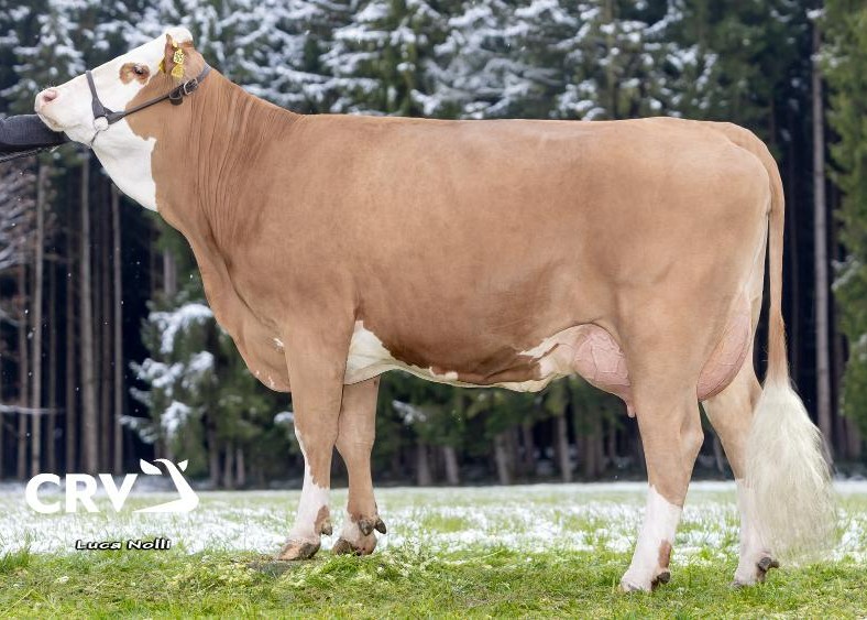 Kurbi 1ste lac. v. Montasio