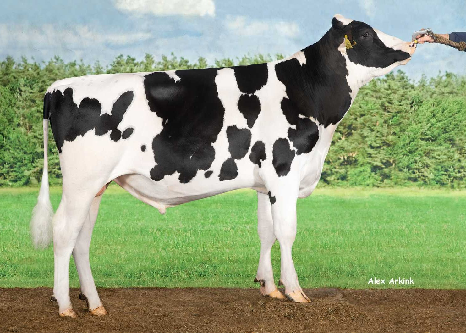 Delta Coronator P, sire of Pivotal PP RF