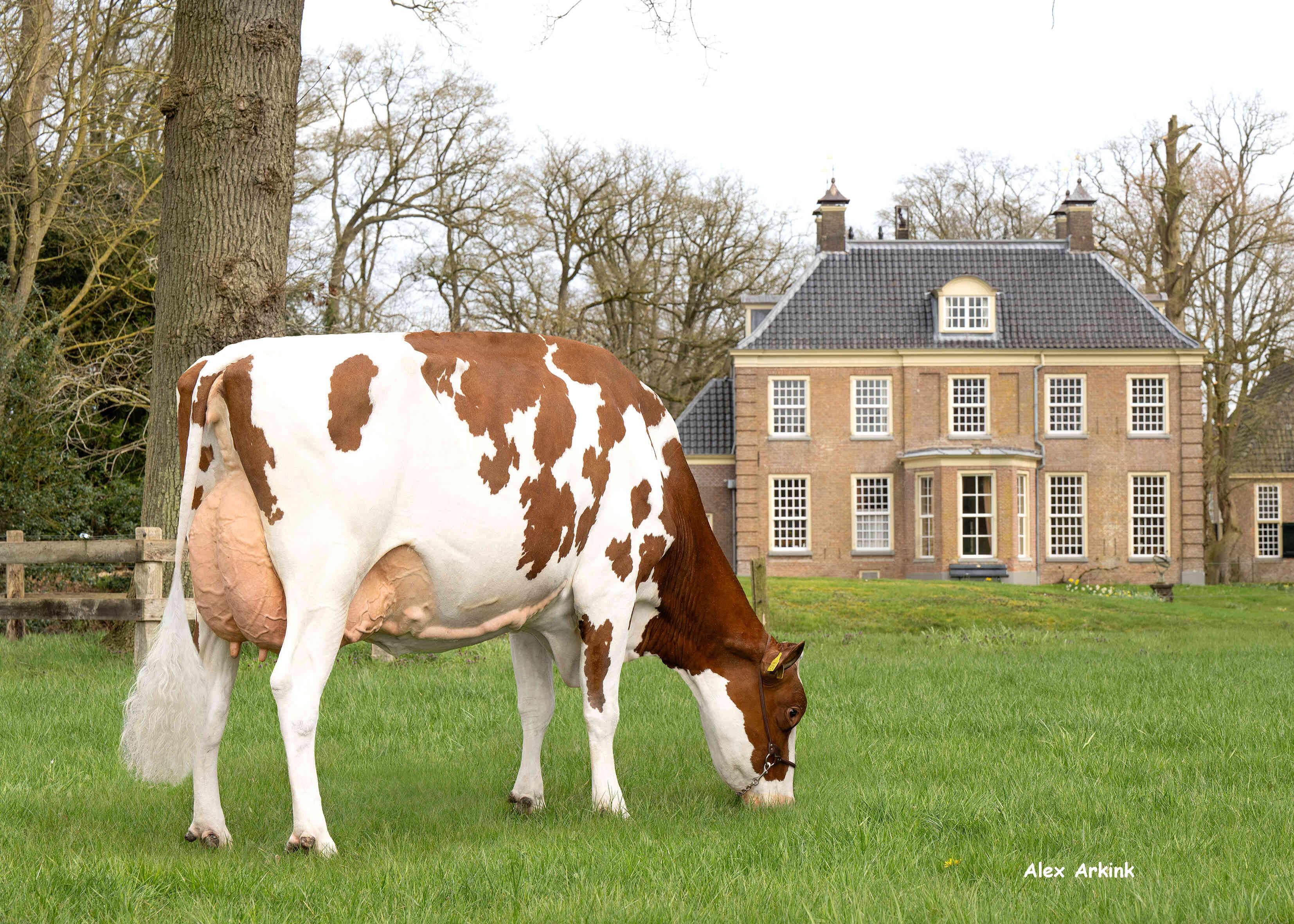 Aalshorst 3star Jolie 4 (v: Wingstar, 3e kalfs) eig.: Melkveebedrijf Scholten, Dalfsen