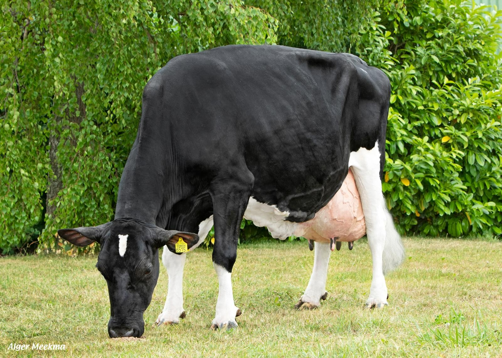 Sharp Hill Janna 94 (s. Kodak), MGGD of Unique RF. Owner: Mts. LFJM & CJA Hereijgers-Gommeren, IJzendijke