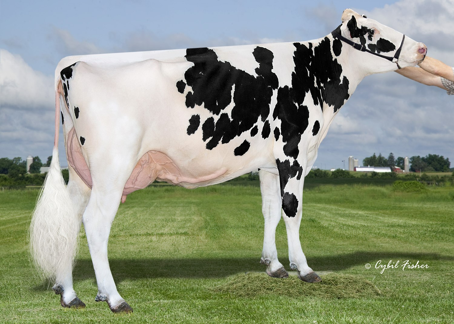 Sheland Duke Daylily VG85, MGD of Doppler