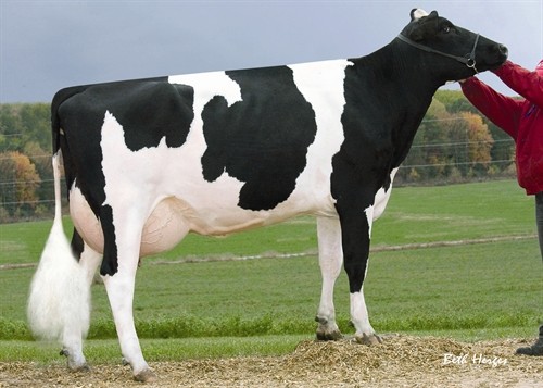 Sandy-Valley Bolt Sheila-ET EX-92, 6th Dam of Merle