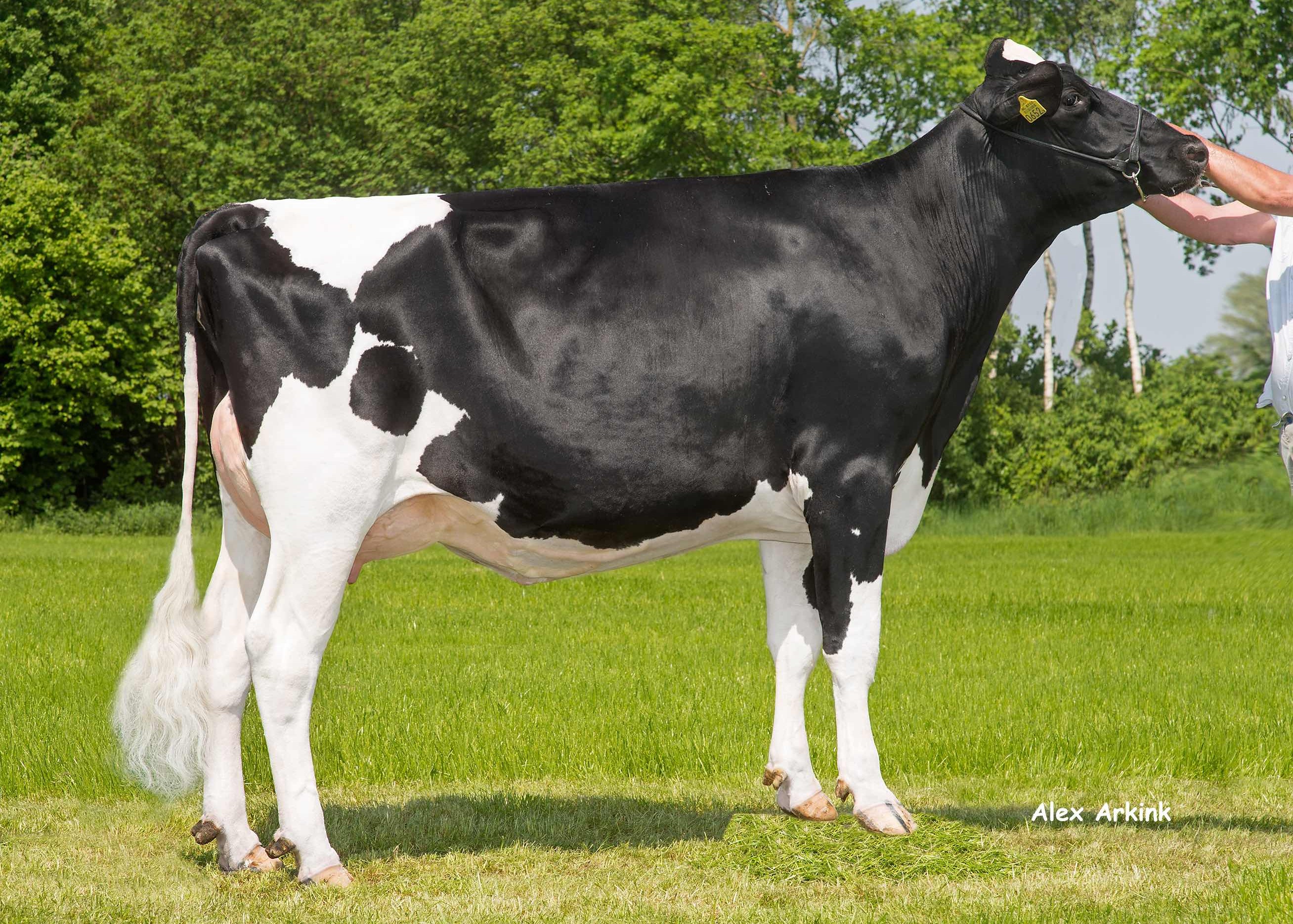 Anker-Holstein Delta Jamin (betovergrootmoeder Orange PP) eig: melkveehouderij van Gastel, Nispen