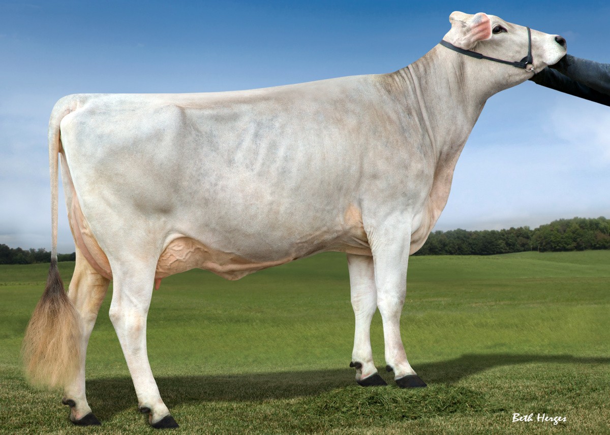 Grootmoeder Voelkers Brooks Cara 90U 92AV