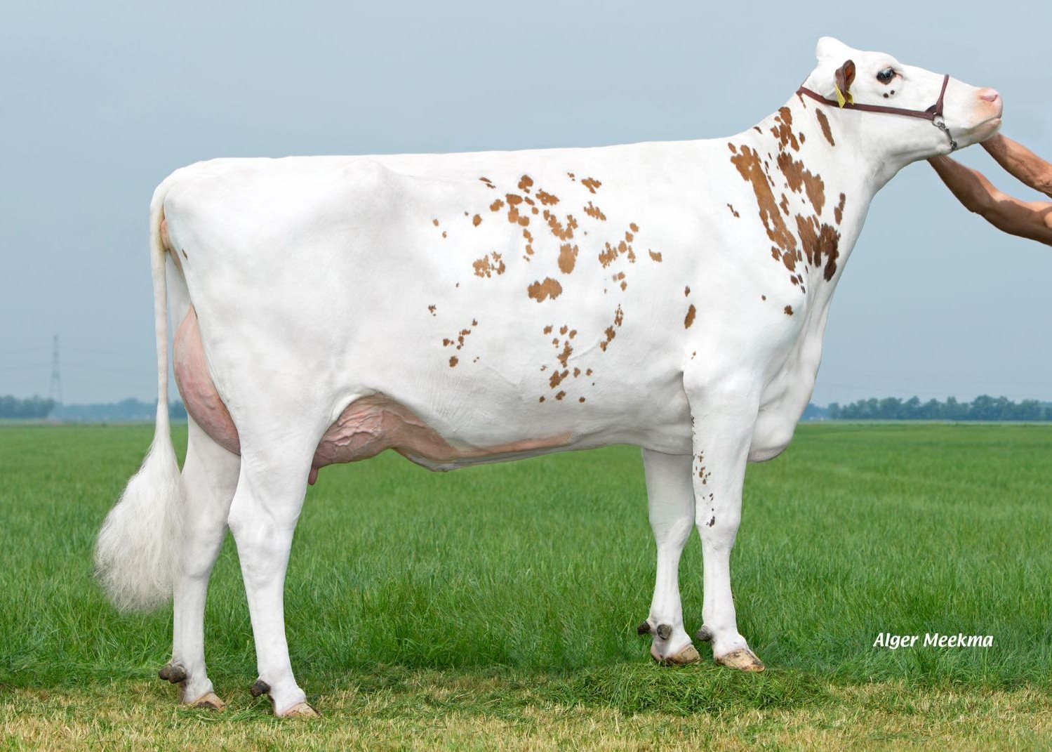 Hoanster Delta Jolina (dam of Jolino P-Red) owner: K.A.F.M. & L.P.J. Nooijen-Maas, Coevorden