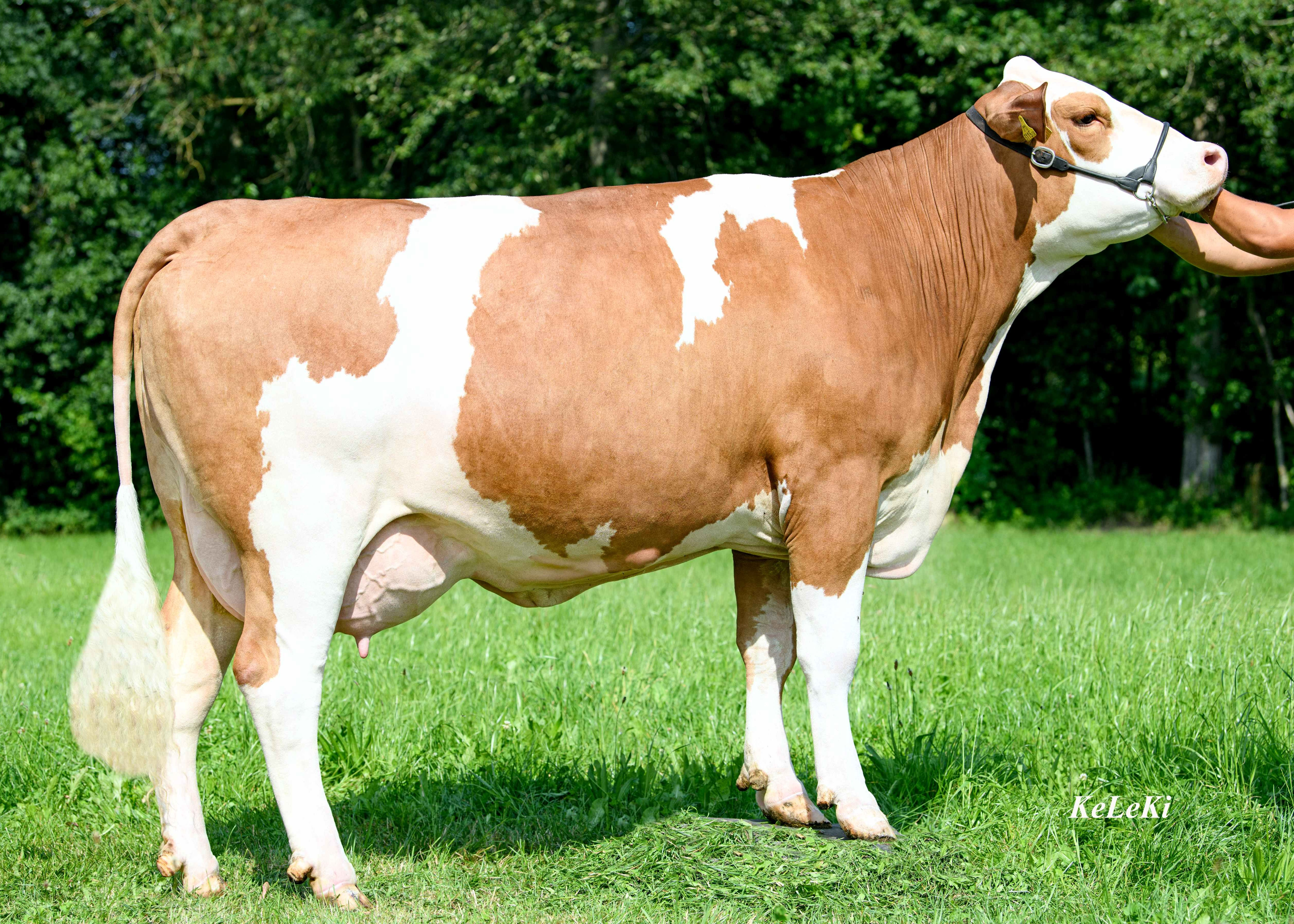 Arielle PP, Dam of Hofit Pp, 1st calf Martin und Heidemarie Günzinger/AT