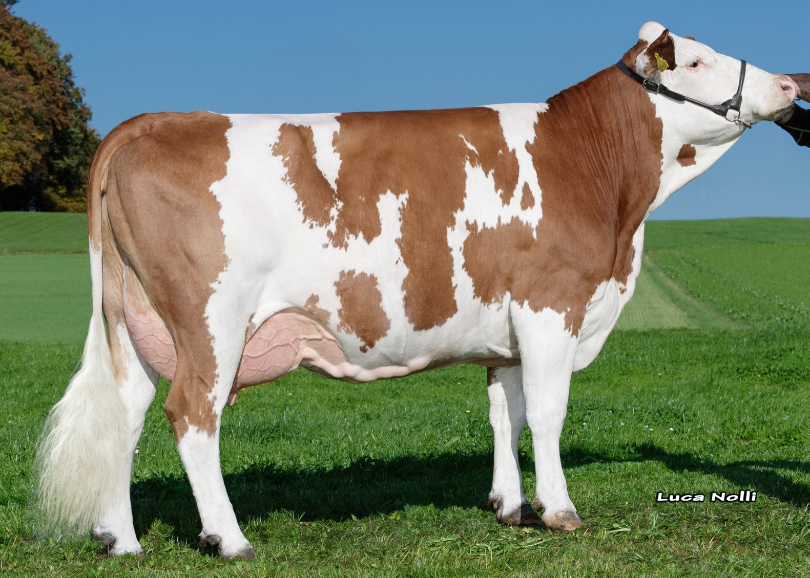 Fiona, granddam of Hotrock, 1st calf Martin Daberger, Frauenneuharting