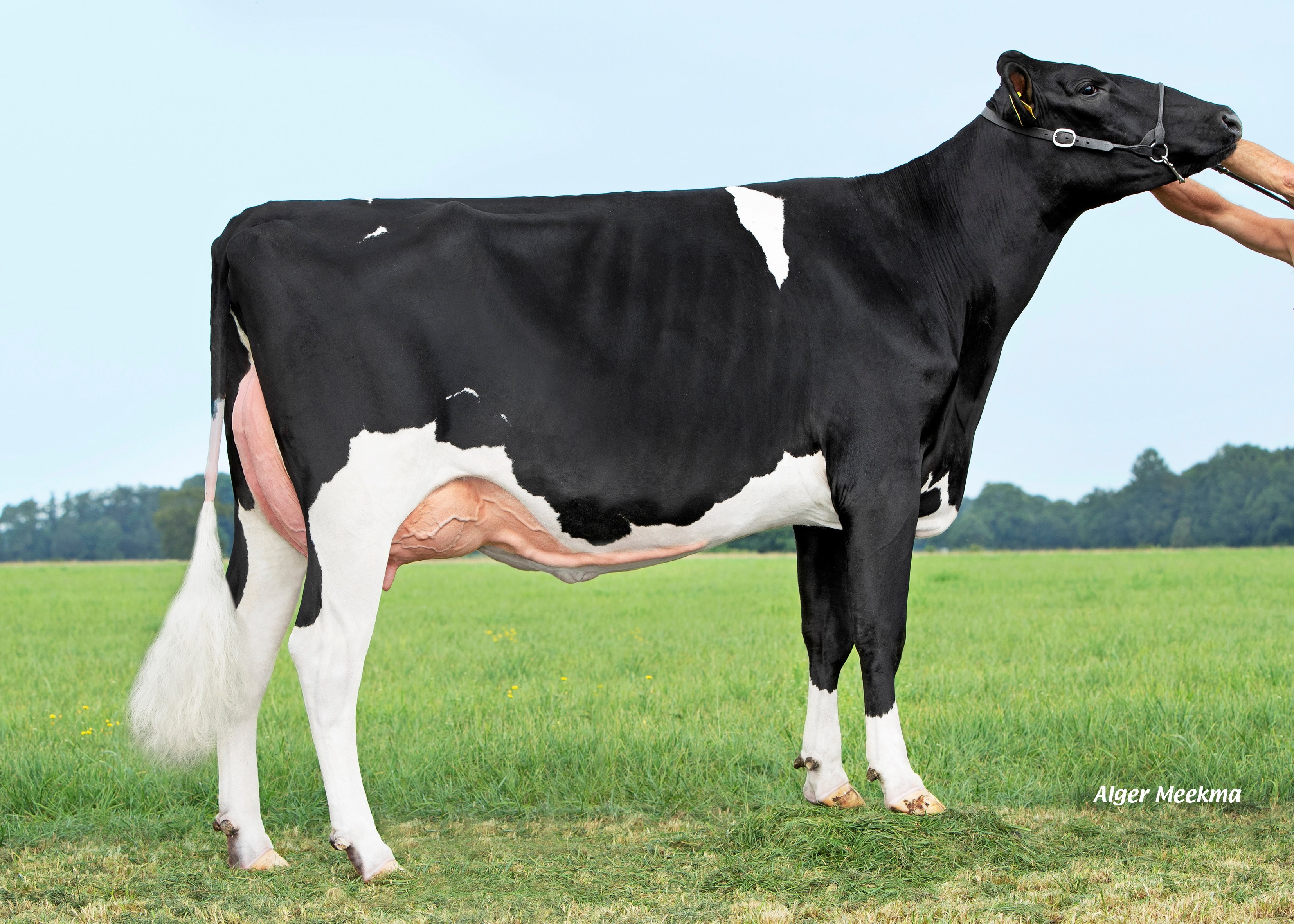 Double W Ricky 129, Dam of Rickylove P