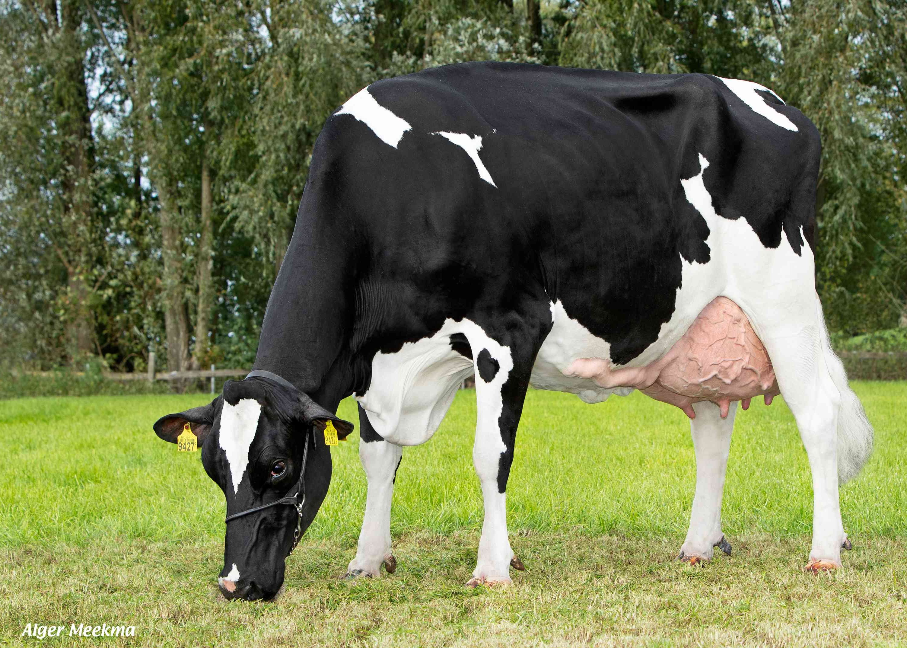 Delta Verona, grootmoeder van Pivotal PP RF als 3e kalfs. Eig.: Melkveebedrijf van Berkum, Elahuizen