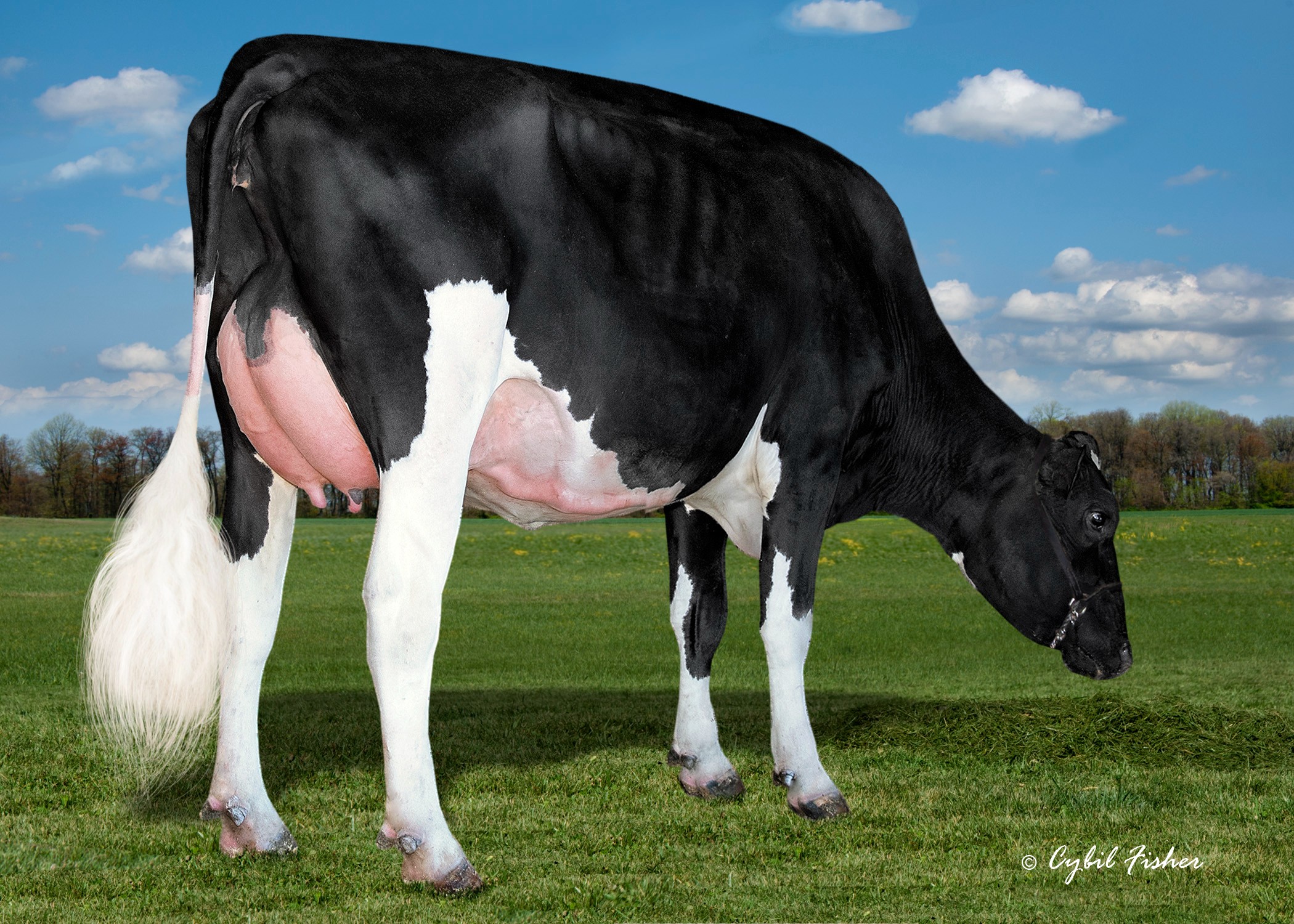 Lambrecht Parker 2601, Daughter of Parker