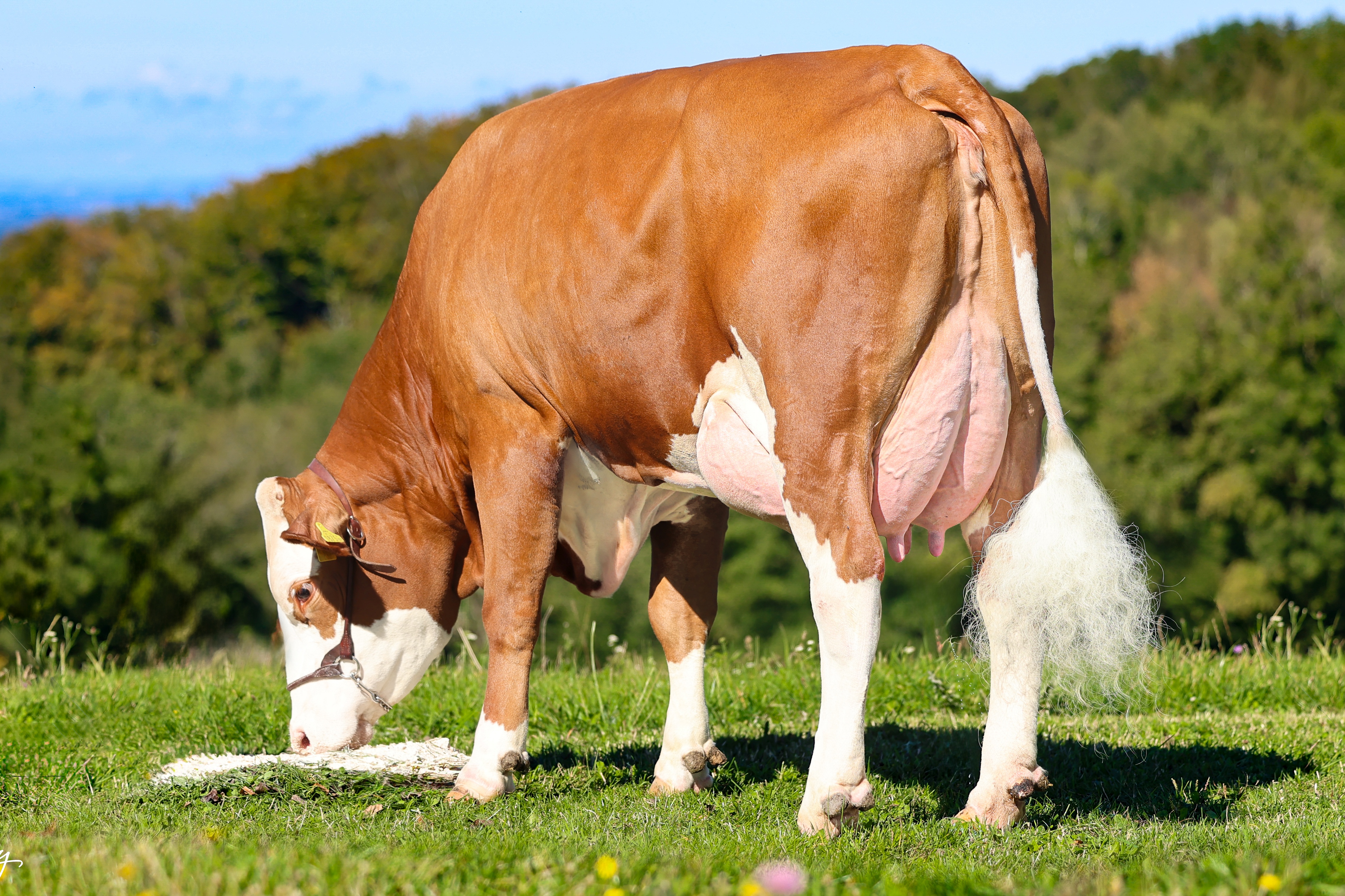 Elisa (v. Hoeri) 1ste lactatie: 9.196kg   4.48%   3.81%